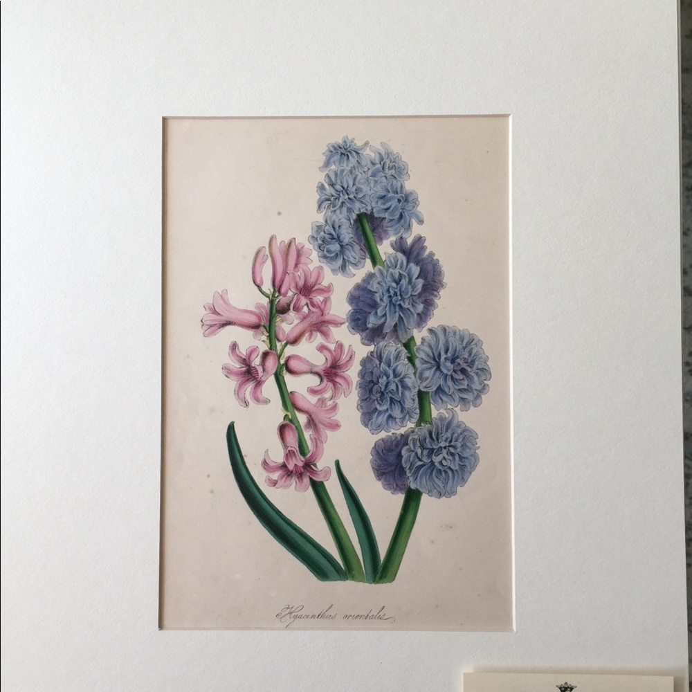RARE auth 1800s Plate Press Lithograph Botanical Print Wall Art